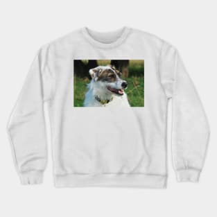 Harry the rescue crossbreed dog out on a walk Crewneck Sweatshirt